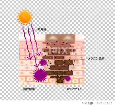 肌図 活性酸素 メラニン色素 肌図 活性酸素 メラニン色素 60498582