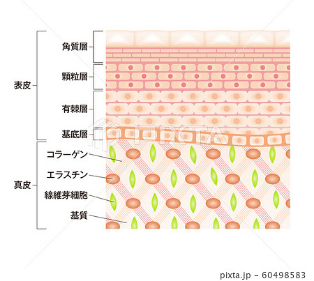 肌図 断面図 肌図 断面図 60498583