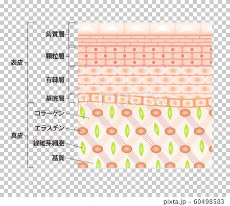 肌図 断面図 肌図 断面図 60498583