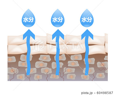 肌　水分　蒸発 60498587