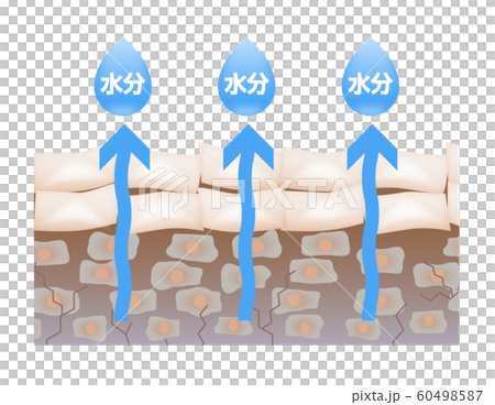 肌　水分　蒸発 60498587