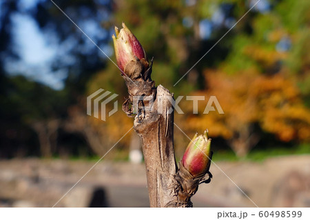 冬芽　寒牡丹 60498599