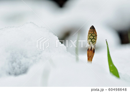ツクシ 元気 雪 ツクシ 元気 雪 60498648