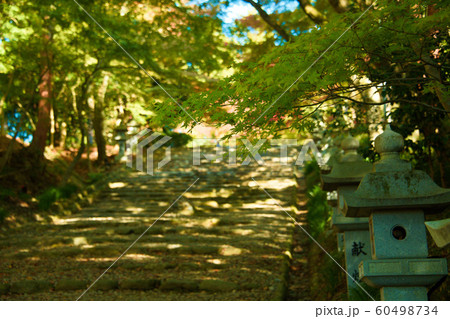 胡宮神社の紅葉2019 胡宮神社の紅葉2019 60498734