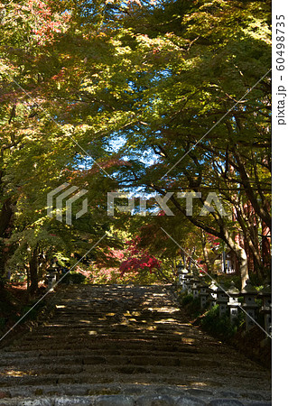 胡宮神社の紅葉2019 胡宮神社の紅葉2019 60498735