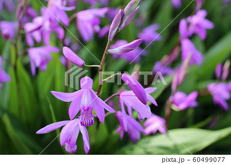 紫色のシランの花 紫色のシランの花 60499077