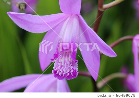 紫色のシランの花 60499079