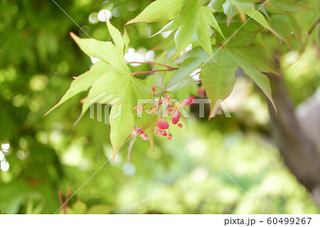 モミジの花 60499267