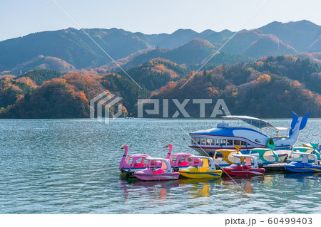神奈川県　相模湖　遊覧ボート　秋 60499403