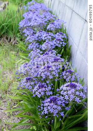 アガパンサスの、紫の花 アガパンサスの、紫の花 60499795