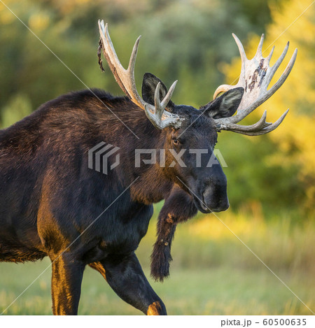 Bull moose in field in Picabo, Idaho, USA Bull moose in field in Picabo, Idaho, USA 60500635