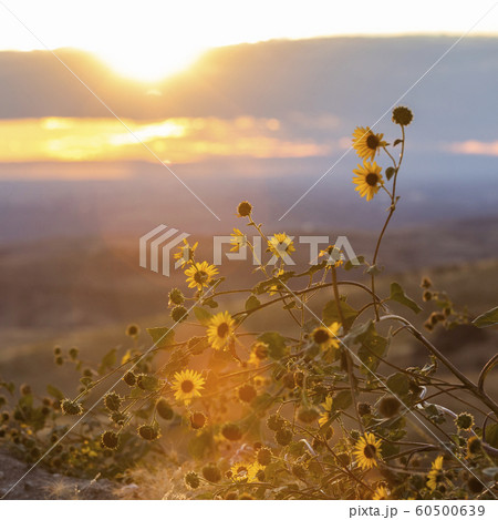 Sunflowers at sunset in Boise, Idaho, USA 60500639