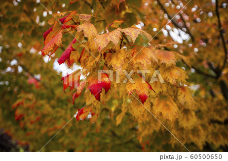 Autumn branches in Boise, Idaho, USA 60500650