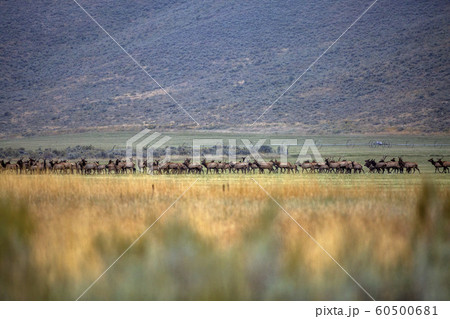 Herd of elk in field in Picabo, Idaho, USA 60500681