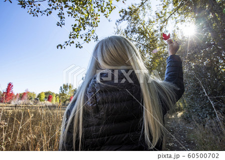 Woman holding autumn leaf up to sun in Bellevue, Idaho, USA Woman holding autumn leaf up to sun in Bellevue, Idaho, USA 60500702