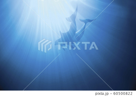 Dolphins swimming underwater 60500822