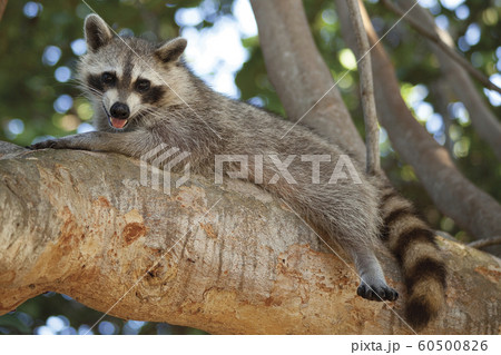 Raccoon lying on branch Raccoon lying on branch 60500826