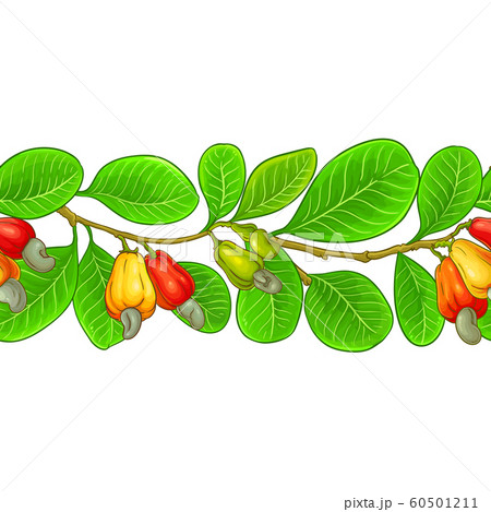 cashew vector pattern 60501211