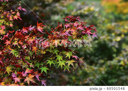紅葉、モミジ 紅葉、モミジ 60501548