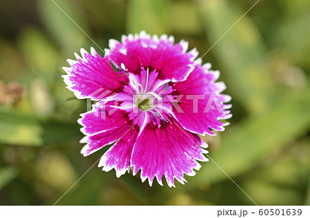 ダイアンサス（ナデシコ） 60501639