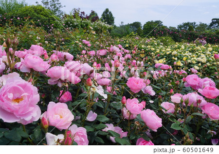 松阪ベルファームの薔薇 松阪ベルファームの薔薇 60501649