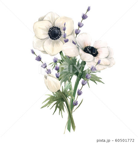 Beautiful watercolor floral bouquet with anemone and lavanda flowers. Stock illustration. Beautiful watercolor floral bouquet with anemone and lavanda flowers. Stock illustration. 60501772