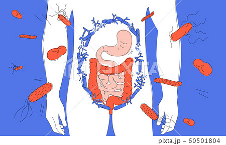 Male digestive tract as a container of useful and harmful bacterias. Three-colored vector illustration for web and printing. 60501804