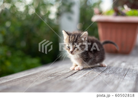 生後3ヶ月の子猫 60502818