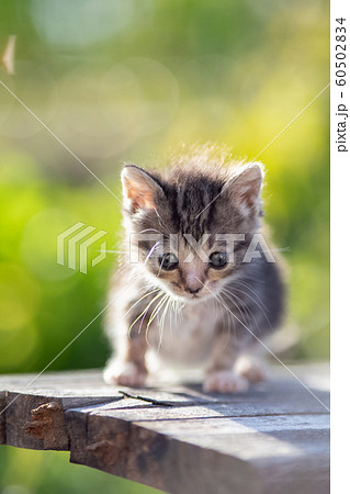 生後3ヶ月の子猫 60502834