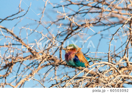 Lilac Breasted Roller sitting on a tree branch 60503092