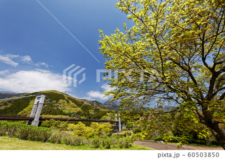 丹沢山麓・戸川公園の新緑と風の吊橋 丹沢山麓・戸川公園の新緑と風の吊橋 60503850