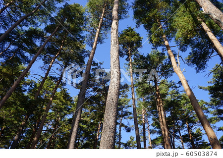 鵜の巣断崖の秋 60503874