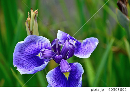 花菖蒲 紫の花アップ 60503892