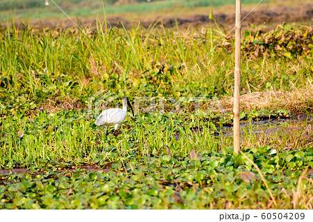 Little Egret (Egretta garzetta) Small snow white heron spotted in Neora Valley National Park 60504209