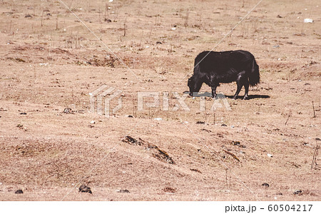 Tibetan Yak eating grass Grazing in a pasture at a valley side of Himalaya mountains. 60504217