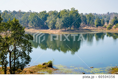 Central Tala zone of Bandhavgarh National Park India. Central Tala zone of Bandhavgarh National Park India. 60504356