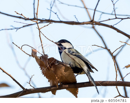 シジュウカラ 60504781
