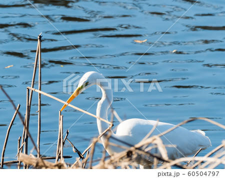 シラサギ 60504797