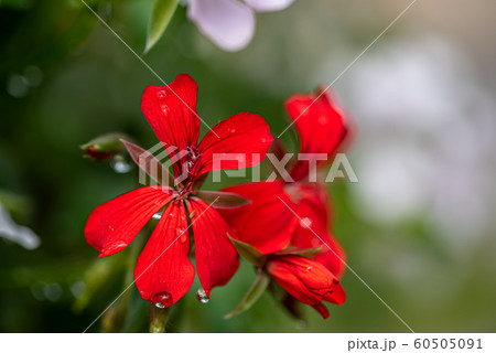 Bright red lobelia flowers in the outdoor garden Bright red lobelia flowers in the outdoor garden 60505091