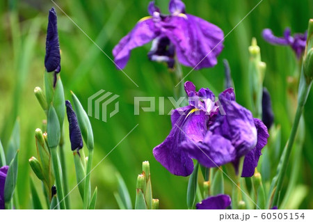 花菖蒲 紫の花アップ 花菖蒲 紫の花アップ 60505154
