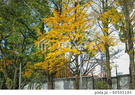 ビルの反射光に照らされたイチョウの黄葉 60505184