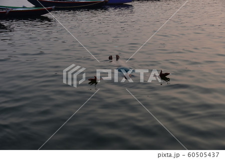 インドの世界遺産のワラーナシー　ガンジス川で沐浴後に泳ぐヒンドゥー教徒のインド人男性 60505437