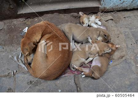 インドの世界遺産のワラーナシー ガンジス川沿いのガートで生活する可愛い子犬 昼寝をする姿 インドの世界遺産のワラーナシー ガンジス川沿いのガートで生活する可愛い子犬 昼寝をする姿 60505464