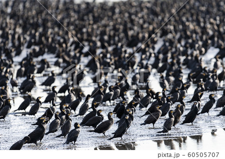 カワウの大群 カワウの大群 60505707