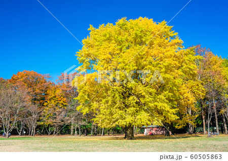 東京 秋の小金井公園 東京 秋の小金井公園 60505863
