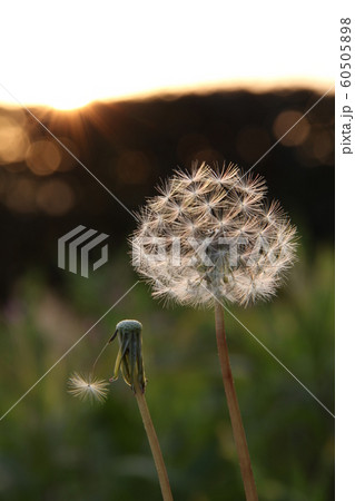 夕暮れのたんぽぽ 60505898
