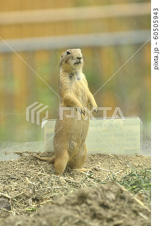 直立するプレーリードック 直立するプレーリードック 60505943