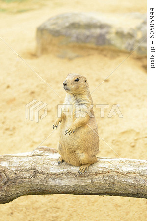 直立するプレーリードック 60505944