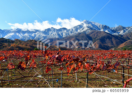 北杜市白州町、紅葉のブドウ（甲州種）の葉と雪が降った翌日の南アルプス甲斐駒 60505959