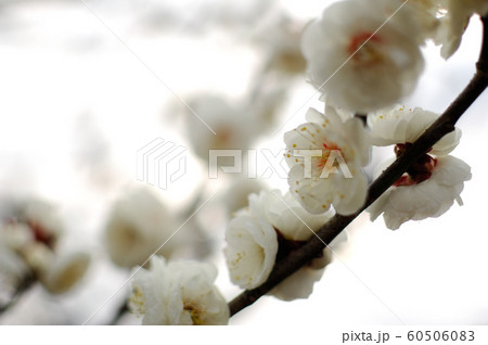 梅林公園 梅林公園 60506083